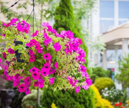 Purple Flowers at Front of Hotel