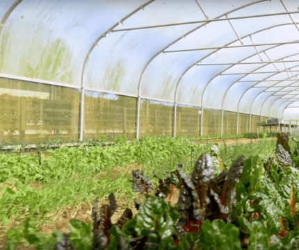 Redmond Farm - Greenhouse