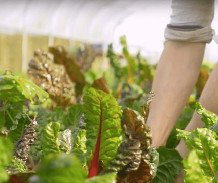 Redmond Farm Lettuce