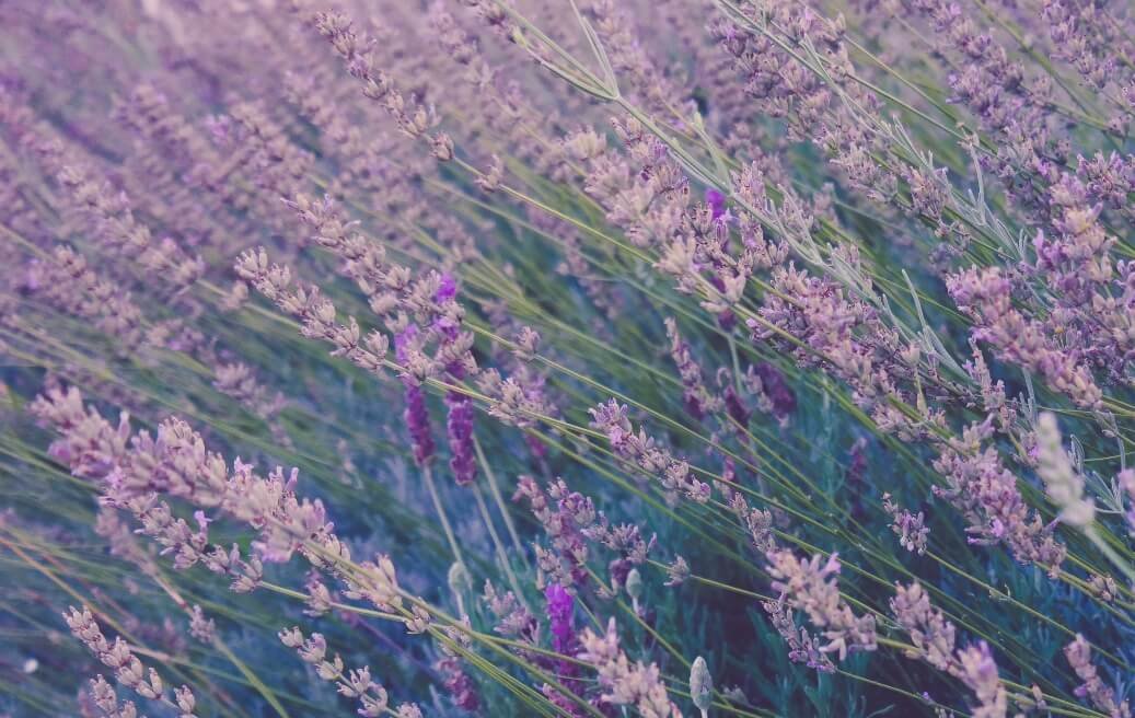 Granja de lavanda